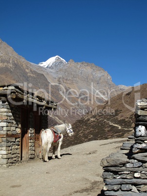 Mule In The Annapurna Conservation Area, Nepal