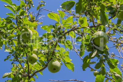 Apples