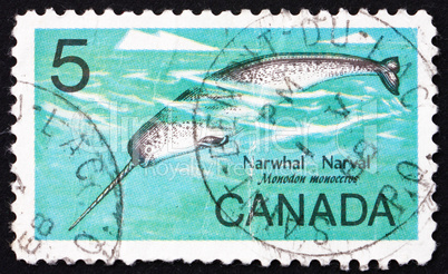 Postage stamp Canada 1967 Male Narwhal, Monodon Monoceros, Whale