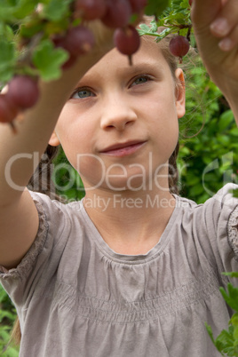 gooseberries