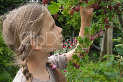 gooseberries