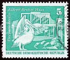 Postage stamp GDR 1973 Pelican, Berlin Zoo