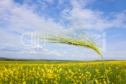 Green barley spikelet over field