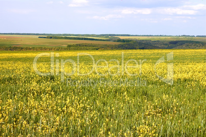 Flowering rapeseed and barley field