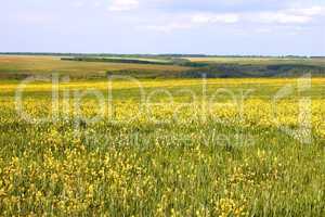 Flowering rapeseed and barley field
