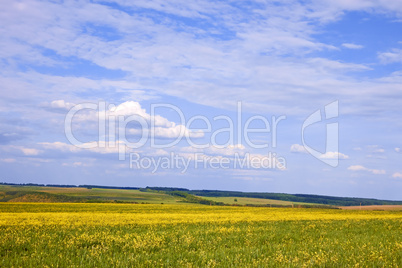 Cloudscape over rapeseed and barley field