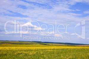 Cloudscape over rapeseed and barley field