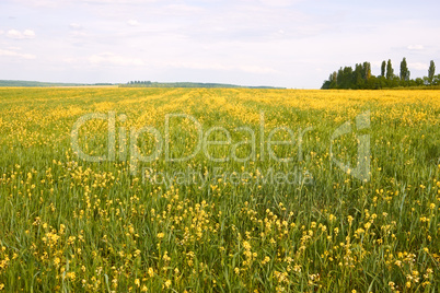 Field with flowering rapeseed and barley