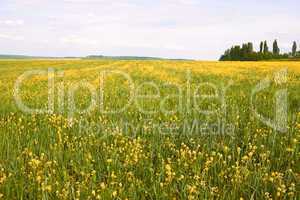 Field with flowering rapeseed and barley