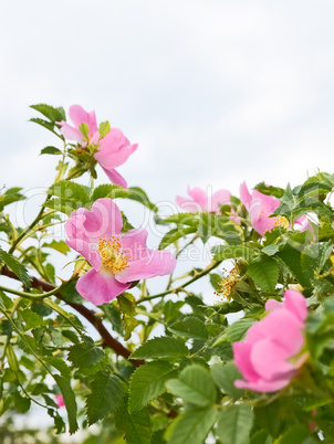 Pink flowers of wild roses