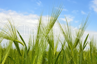 Green flowering barley ears close-up