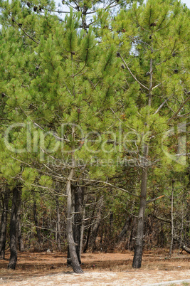 France, the maritime pine forest of Lacanau Ocean In Gironde