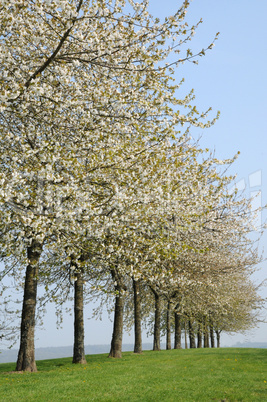 France, flowering trees in Aincourt