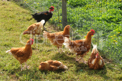 France, poultry farming in Brueil en Vexin