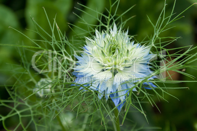 blue flower