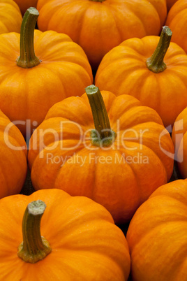 pumpkins