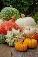 pumpkins