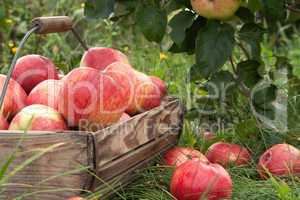 apples