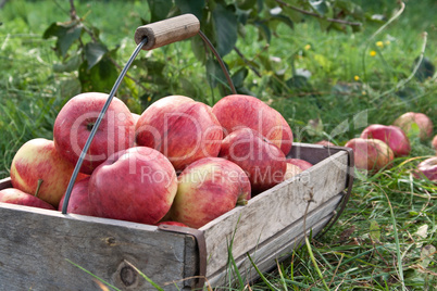 apples