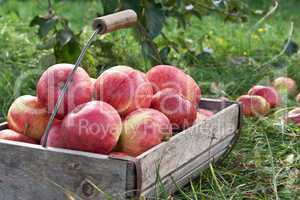 apples