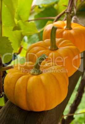 pumpkins