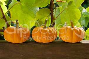 pumpkins