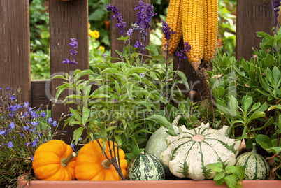 pumpkins