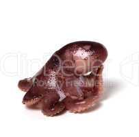 Small octopus in pose "Thinker"
