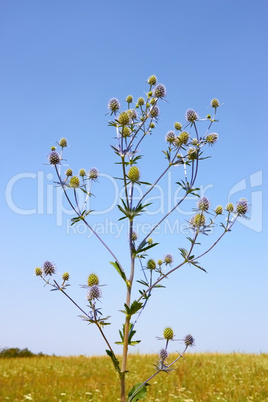 Feverweed wild plant