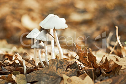 Group of small white mushrooms