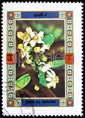 Postage stamp Umm al-Quwain 1972 Flower, Nature