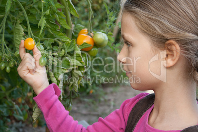 tomatoes