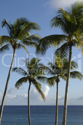 the coast of  Le Diamant in Martinique