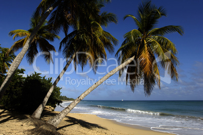 France, Martinique, Salines beach in Sainte Anne