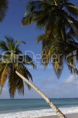 France, Martinique, Salines beach in Sainte Anne