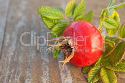 rose hip