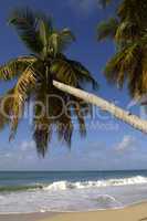 France, Martinique, Salines beach in Sainte Anne