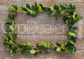 holly branches