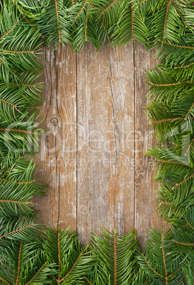 fir branches