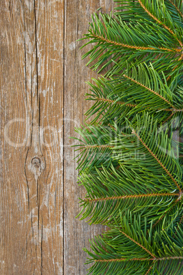 fir branches