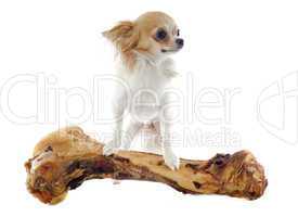 chihuahua and bone