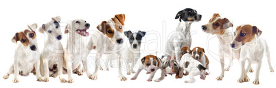 jack russel terriers