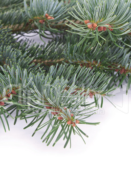 fir branch