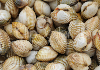 cockles on the Trouville market in Normandy