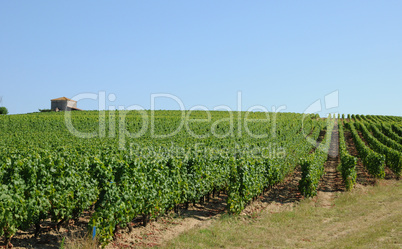 France, the vineyard of Sauternais in summer