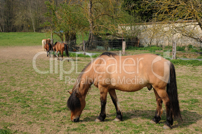 France, horses in the village of Oinville sur Montcient