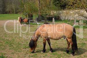 France, horses in the village of Oinville sur Montcient