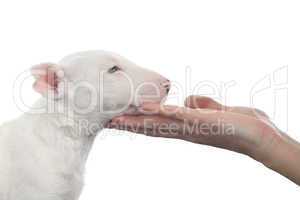 Bull terrier puppy with a woman hand under his head
