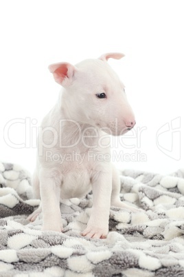 Bull terrier puppy on a blanket