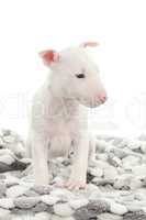 Bull terrier puppy on a blanket